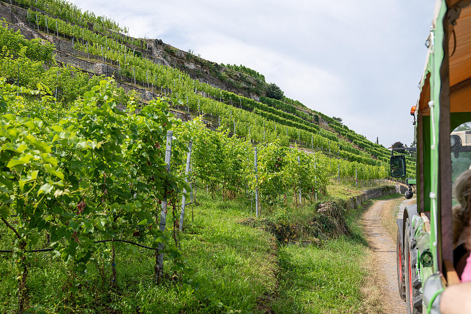 In einer Rundfahrt durch Lauffen bekommen Stimme-Leser einen Einblick ins Weingut Seybold.