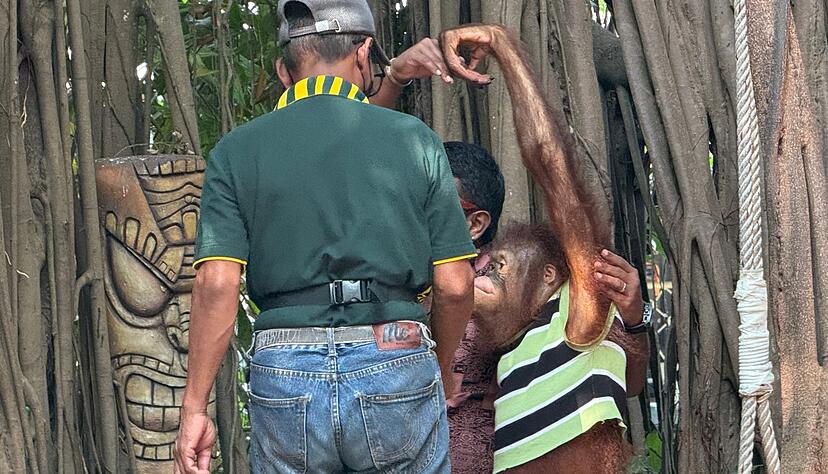 Orang-Utans m&uuml;ssen in den Parks auch mit Touristen posieren.