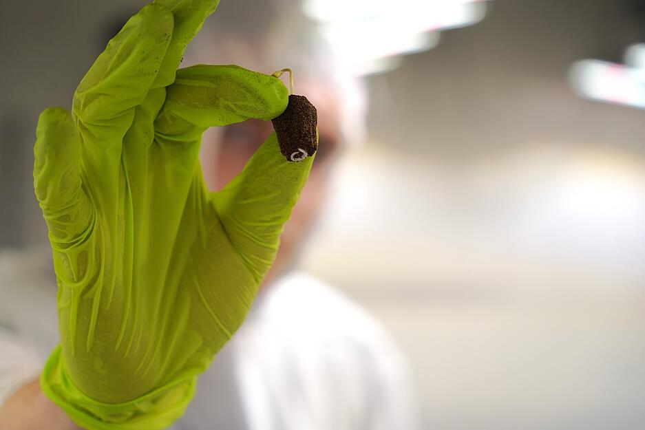 Von diesen kleinen Pflanzen soll im Oktober Cannabis geerntet werden. Anschließend folgt bei "Royal Haze" noch die Trocknung und Fermentierung.