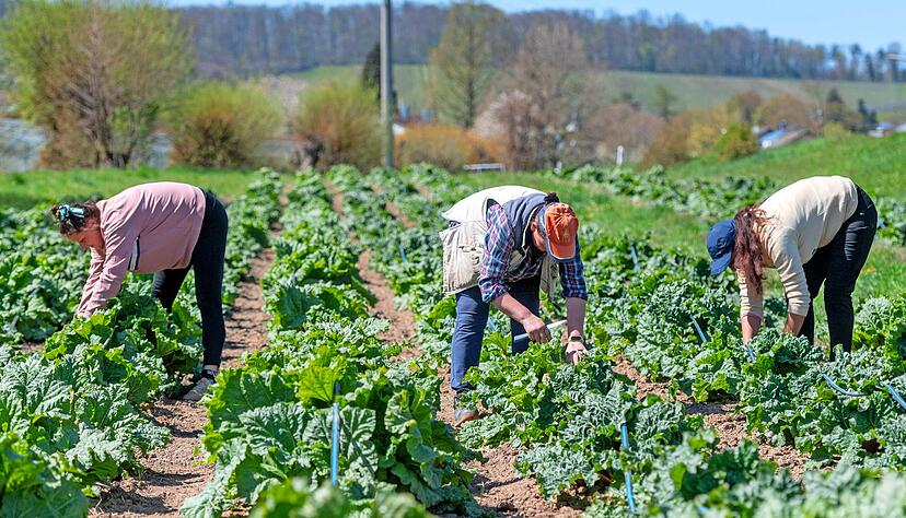 Handarbeit: Erntearbeiter in Gellmersbach beim Entfernen der Rhabarberblüte. Im Gemüsebau und anderen Sonderkulturen entfallen bis zu 50 Prozent der Produktionskosten auf die Löhne. Handarbeit: Erntearbeiter in Gellmersbach beim Entfernen der Rhabarberblüte. Im Gemüsebau und anderen Sonderkulturen entfallen bis zu 50 Prozent der Produktionskosten auf die Löhne.