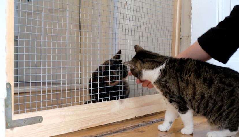 Lass mal schnuppern! Die erste Begegnung der Katzen sollte unter Aufsicht stattfinden.
