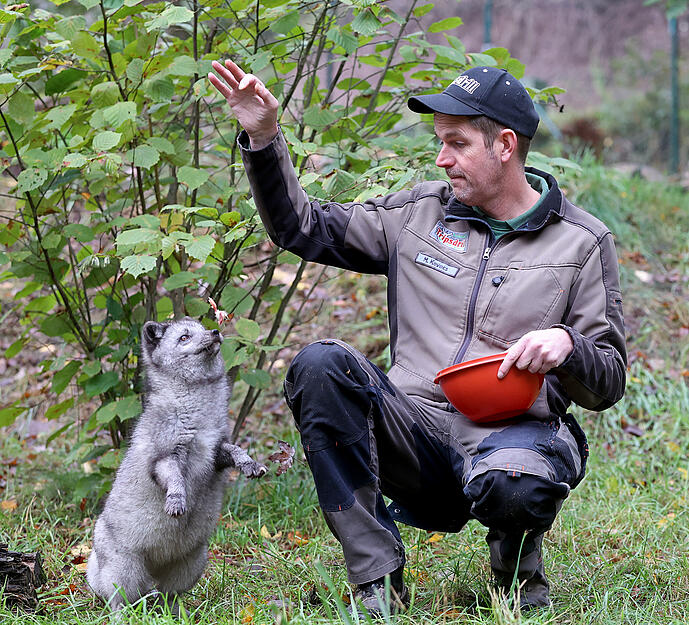 Polarfüchse im Wildpark Tripsdrill in Cleebronn