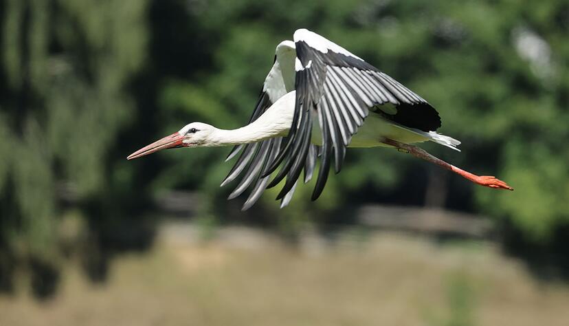 Die Storchexperten sind in gro&szlig;er Sorge vor der Vogelgrippe (Symbolbild)