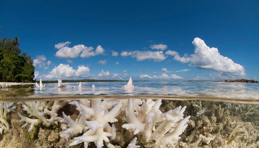Korallen gehören WWF zufolge zu den Verlierern des Jahres. Korallen gehören WWF zufolge zu den Verlierern des Jahres.