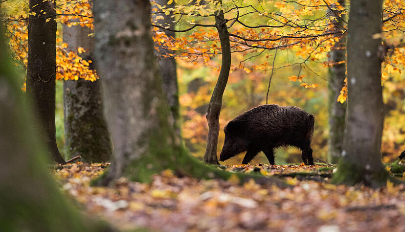 Wildschweine sind schnell, massig und haben messerscharfe Zähne. Foto: dpa Wildschweine sind schnell, massig und haben messerscharfe Zähne. Foto: dpa