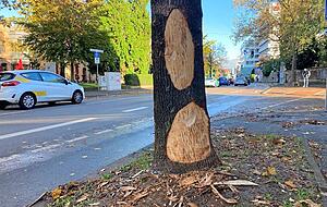 Die Spuren des Zusammenpralls am Baum in der Urbanstra&szlig;e/Ecke Steinstra&szlig;e sind deutlich zu sehen. Auch Splitter des Unfallautos liegen noch dort.