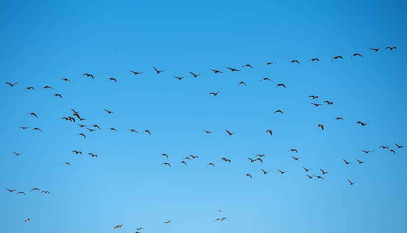Derzeit grassiert die größte je dokumentierte Vogelgrippewelle. (Symbolbild)