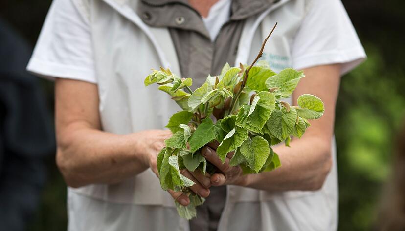 Meist nur als Heilkraut bekannt: Frisch gesammelte Lindenbl&auml;tter schmecken auch im Salat.