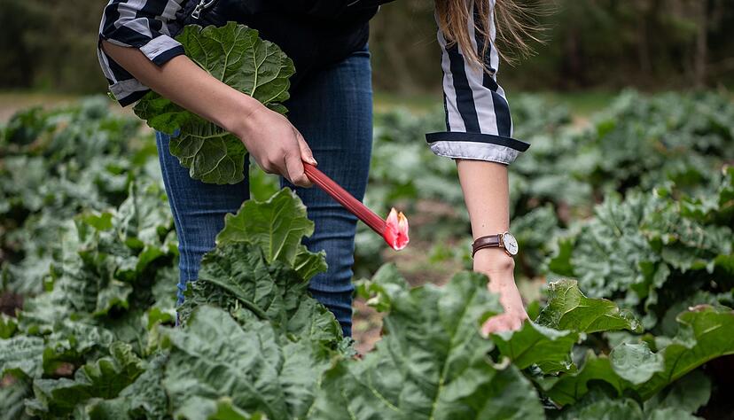 Richtig ernten: Die Stangen des Rhabarbers sollten vorsichtig herausgedreht werden.