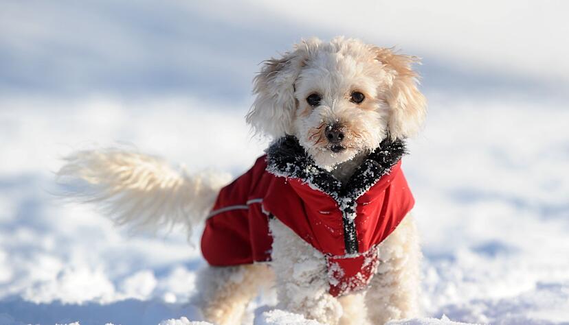 Ein Hundemantel ist kein Muss, kann aber kleinen Tieren sinnvoll sein.