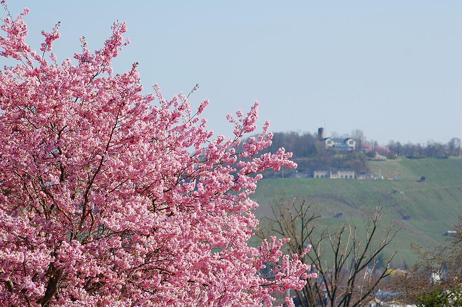 Im gesamten Heilbronner Stadtgebiet sind Kirschbäume verteilt, die die Stadt zwischen Ende März und Mai in ein Blütenmeer verwandeln. Im gesamten Heilbronner Stadtgebiet sind Kirschbäume verteilt, die die Stadt zwischen Ende März und Mai in ein Blütenmeer verwandeln.