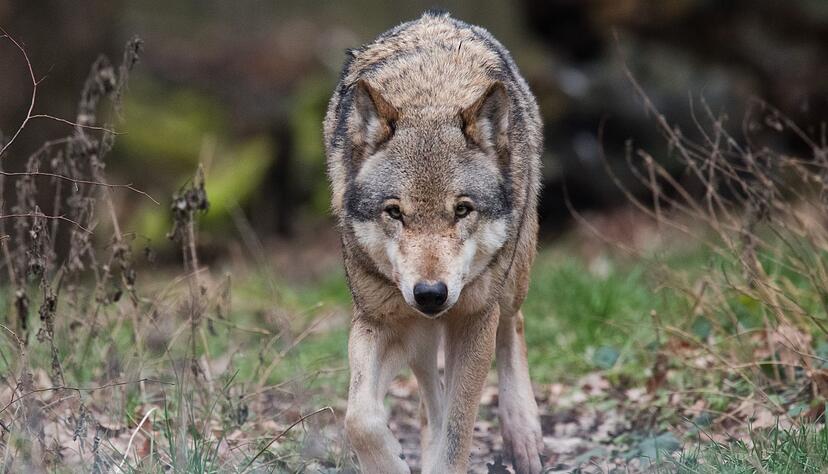 Im S&uuml;dwesten hat sich ein f&uuml;nfter Wolf niedergelassen - eine W&ouml;lfin (Archivbild)