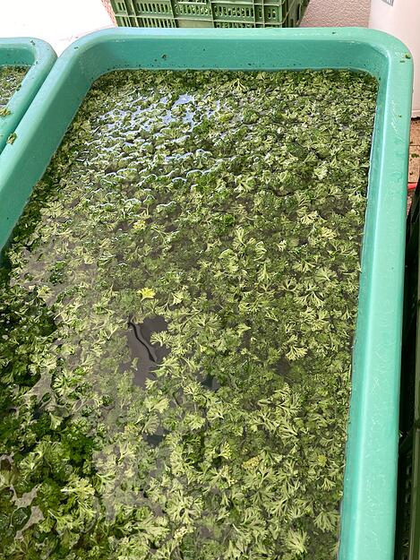 Petersilie wird in gro&szlig;en Zubern gewaschen.