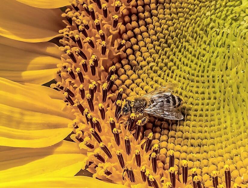 Sonnenblumen-Pracht rund um Heilbronn Sonnenblumen-Pracht rund um Heilbronn