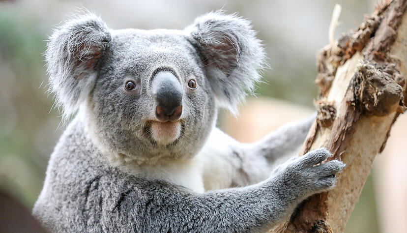 Die Stuttgarter Wilhelma bemüht sich um Koalas. Foto: dpa Die Stuttgarter Wilhelma bemüht sich um Koalas. Foto: dpa