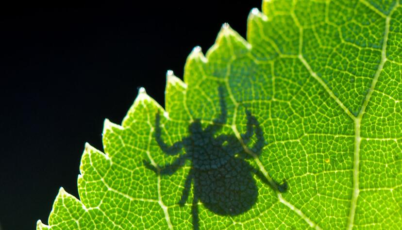 FSME und Borreliose: Zecken können Krankheiten übertragen. FSME und Borreliose: Zecken können Krankheiten übertragen.