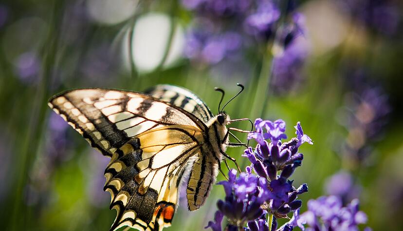 Lavendel ist bei verschiedenen Schmetterlingsarten wie auch dem Schwalbenschwanz beliebt. (Archivbild) Lavendel ist bei verschiedenen Schmetterlingsarten wie auch dem Schwalbenschwanz beliebt. (Archivbild)