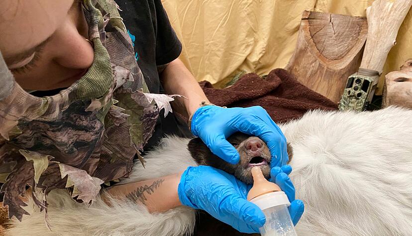 Alles soll so nat&uuml;rlich wie m&ouml;glich bleiben, um das B&auml;renbaby nicht an Menschen zu gew&ouml;hnen.