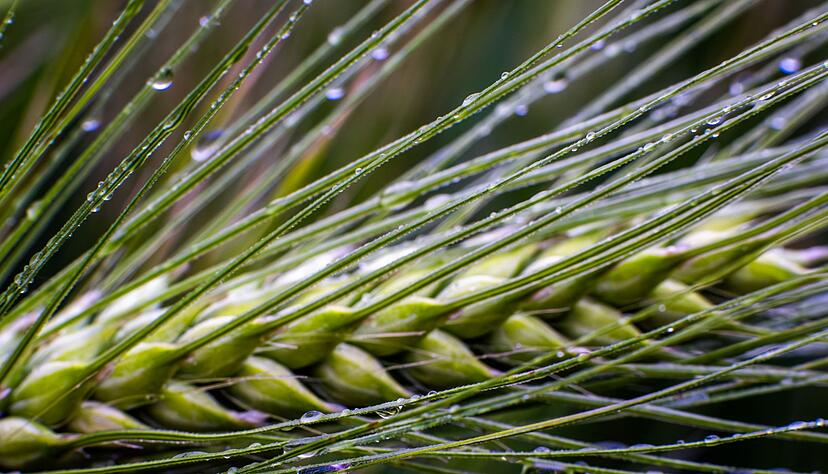 Dringend benötigt: Regen in der Landwirtschaft. Dringend benötigt: Regen in der Landwirtschaft.