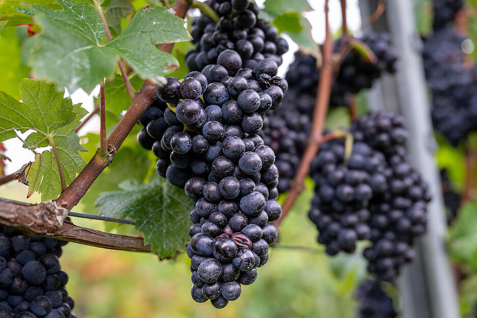 Die Trauben hängen saftig im Wengert des Weingut Berthold.