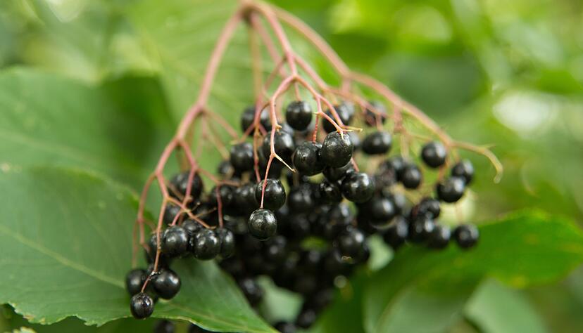 Vorsicht beim Pflücken: Schwarzer Holunder hat giftige Doppelgänger – wer unsicher ist, sollte lieber auf das Pflücken verzichten. Vorsicht beim Pflücken: Schwarzer Holunder hat giftige Doppelgänger – wer unsicher ist, sollte lieber auf das Pflücken verzichten.
