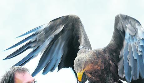 Hoch &uuml;ber dem Neckartal pr&auml;sentiert Falkner Torsten Leleux unter anderem den europ&auml;ischen Seeadler Corbas. Fotos: Mario Berger