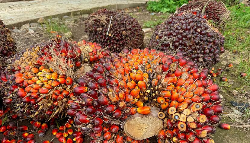 Eine der größten Bedrohungen für Orang-Utans sind Palmöl-Plantagen, die ihnen den Lebensraum nehmen. (Archivbild) Eine der größten Bedrohungen für Orang-Utans sind Palmöl-Plantagen, die ihnen den Lebensraum nehmen. (Archivbild)