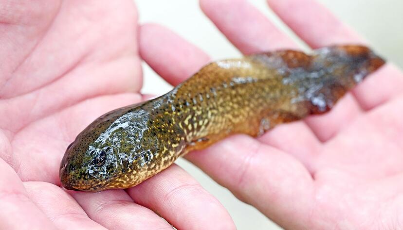 Auch die Kaulquappen der Ochsenfr&ouml;sche sind XXL. (Archivbild)