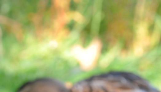 Die Bisamratte lebt an Gewässern wie der Elsenz. Der Nager gräbt Gänge unter der Erde und richtet auf angrenzenden Äckern großen Schaden an.Foto: dpa Die Bisamratte lebt an Gewässern wie der Elsenz. Der Nager gräbt Gänge unter der Erde und richtet auf angrenzenden Äckern großen Schaden an.Foto: dpa