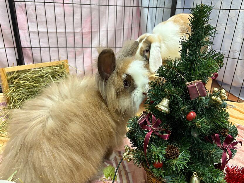 Strolchi (links) und Emma (hinten) sind seit knapp einen Monat im Tierheim Heilbronn. Strolchis Partnertier ist den Besitzern entlaufen. Beide Tiere sind sechs Monate alt.