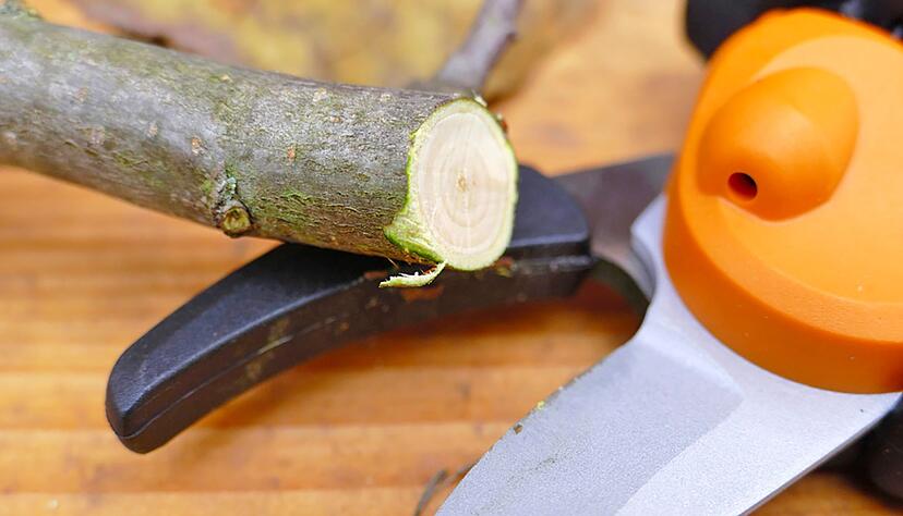Wie leicht k&ouml;nnen dickere &Auml;ste getrennt werden? Auch das hat &laquo;Selbst ist der Mann&raquo; bei den 23 Gartenscheren getestet.