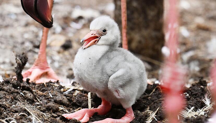 Das Zwergflamingok&uuml;ken ist am Montag geschl&uuml;pft.
