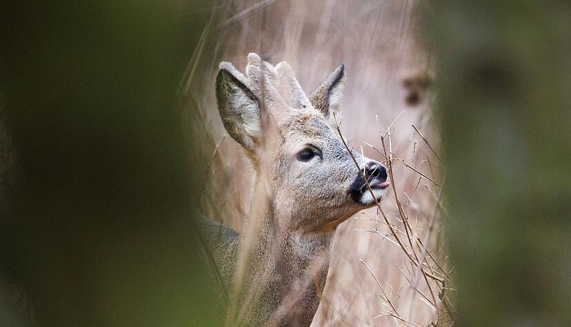 Ein Unbekannter hat ein Reh in einem Kenzinger Gehege erschossen. (Symbolbild) Ein Unbekannter hat ein Reh in einem Kenzinger Gehege erschossen. (Symbolbild)