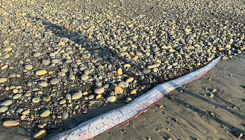 Riemenfische können bis zu neun Meter lang werden. Riemenfische können bis zu neun Meter lang werden.