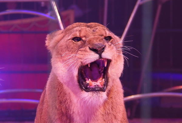 Weihnachtscircus Heilbronn | 22.12.