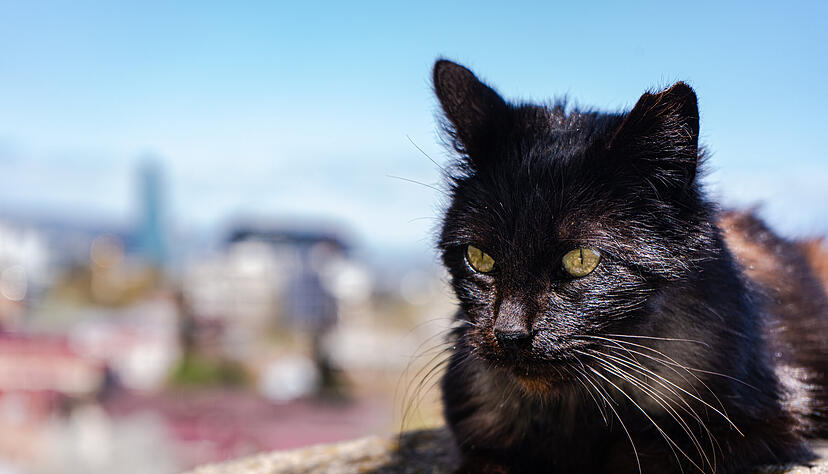 Das Leid und die unkontrollierte Fortpflanzung von Straßenkatzen will die Stadt Heilbronn mit der nun erlassenen Schutzverordnung eindämmen.