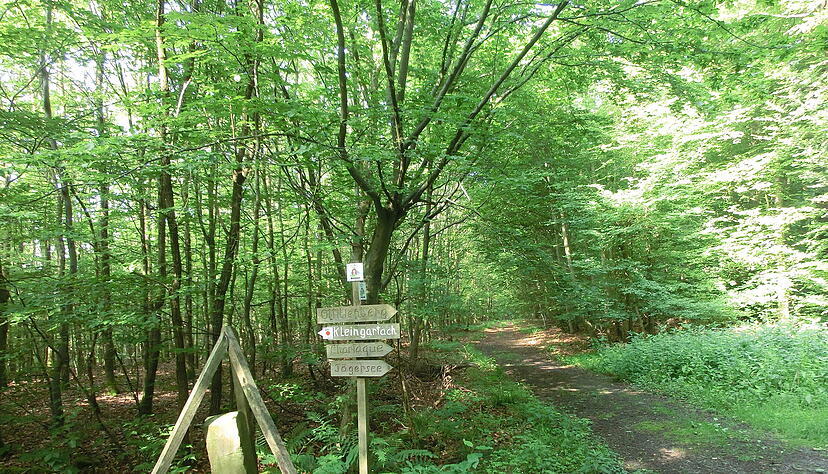 Durch den Wald in Eppingen verläuft die Linie zwischen Baden und Württemberg, die noch heute durch Grenzsteine gekennzeichnet ist. Durch den Wald in Eppingen verläuft die Linie zwischen Baden und Württemberg, die noch heute durch Grenzsteine gekennzeichnet ist.