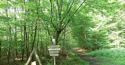 Durch den Wald in Eppingen verläuft die Linie zwischen Baden und Württemberg, die noch heute durch Grenzsteine gekennzeichnet ist.