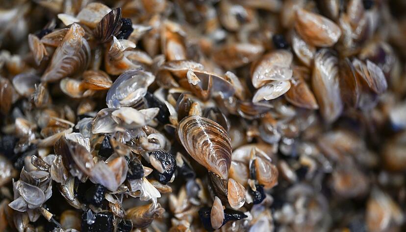 Die Muscheln breiten sich seit Jahren aus. (Archivbild) Die Muscheln breiten sich seit Jahren aus. (Archivbild)