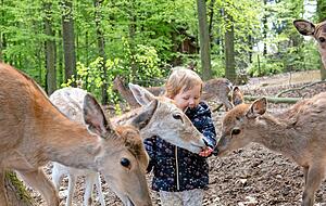 Noch keine zwei Jahre alt und so mutig: Leni aus Stuttgart füttert das Damwild. Noch keine zwei Jahre alt und so mutig: Leni aus Stuttgart füttert das Damwild.