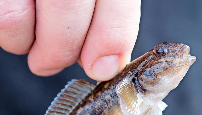 Hans Frank sorgt sich um die heimischen Fischarten im Neckar.
Foto: Bosch Hans Frank sorgt sich um die heimischen Fischarten im Neckar.
Foto: Bosch