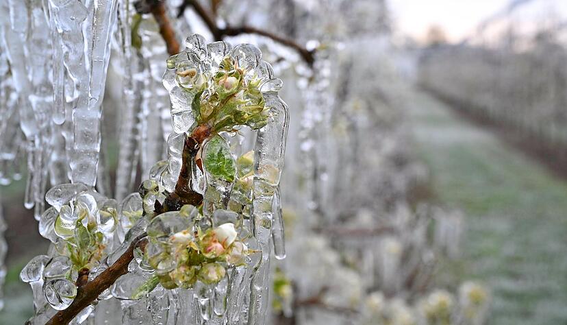 Was wie eine Erfrierung aussieht, sch&uuml;tzt in Wirklichkeit: Frostberegnung umh&uuml;llt die Bl&uuml;ten empfindlicher Obstgeh&ouml;lze mit einem Eispanzer.