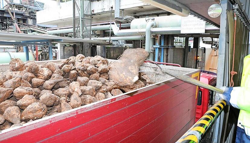 Knapp 100 Tage wurden in Offenau Zuckerr&uuml;ben angeliefert. In anderen Werken l&auml;uft die Kampagne noch bis Mitte Februar.
Foto: Archiv/Seidel