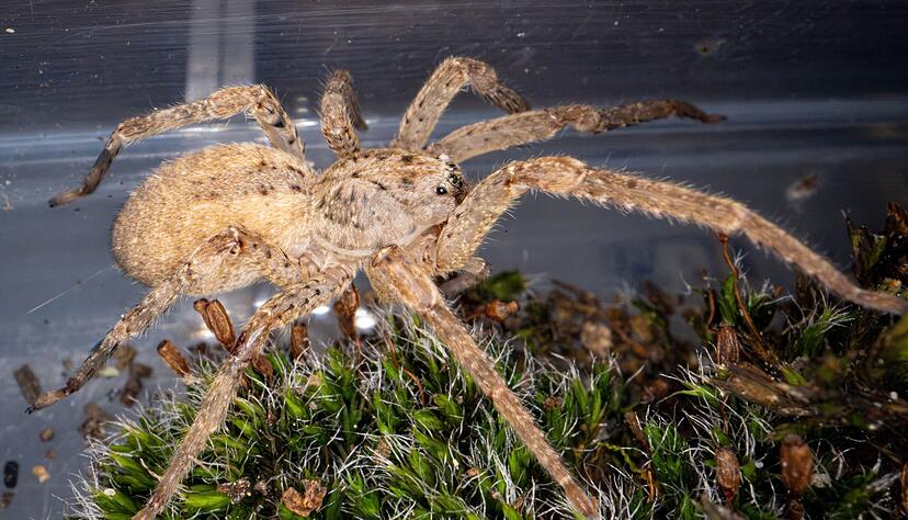 Die Beinspannweite kann laut dem Naturkundemuseum Karlsruhe bis zu f&uuml;nf Zentimeter betragen. (Archivbild)