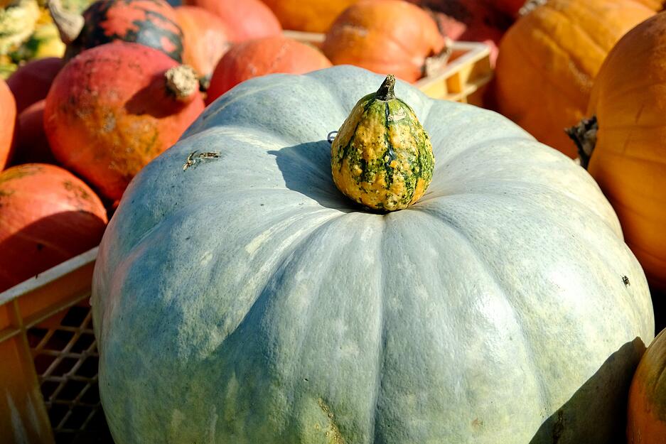 Herbstzeit ist auch Kürbiszeit.