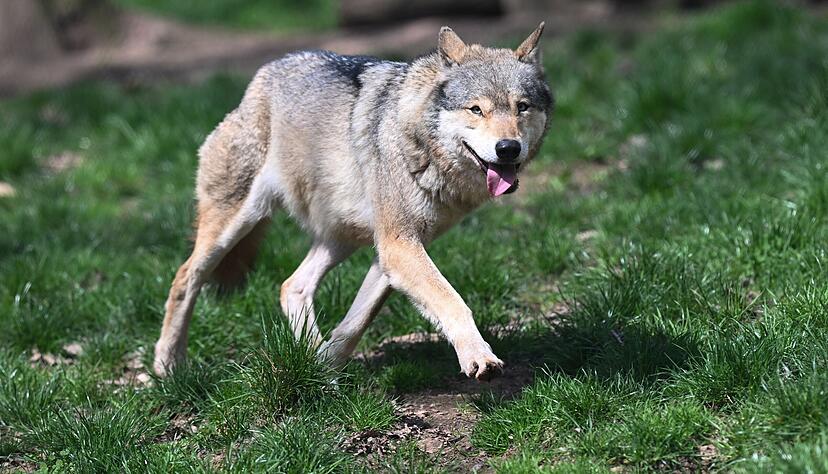 Der europäische Wolf (Canis lupus lupus) – hier in einem Gehege eines Tierparks – wird seit einigen Jahren häufiger auch in freier Wildbahn gesichtet. (Symbolbild)