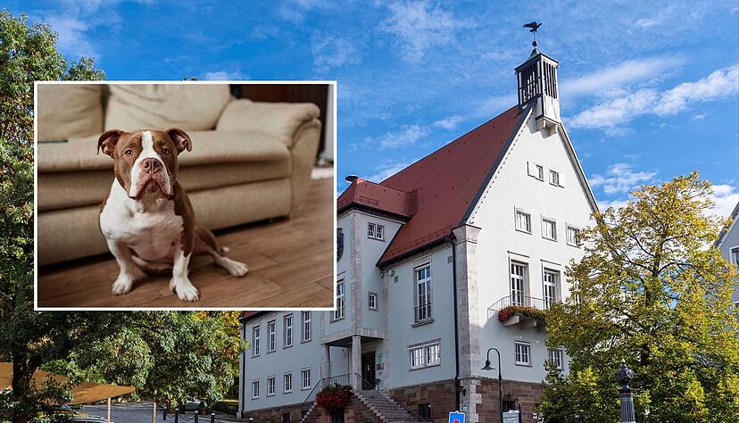 Kampfhunde &ndash; auf dem kleinen Foto ein American Pit Bull Terrier &ndash; werden oft h&ouml;her besteuert als andere Hunde. In Weinsberg m&uuml;ssen Kampfhundebesitzer nun sehr viel tiefer in die Tasche greifen.