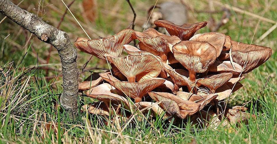 Auf der Viehweide oberhalb von Michelbach am Wald hat Uschi Dugulin aus Neuenstein diese Pilzfamilie gefunden. Hier ist Kuscheln angesagt.