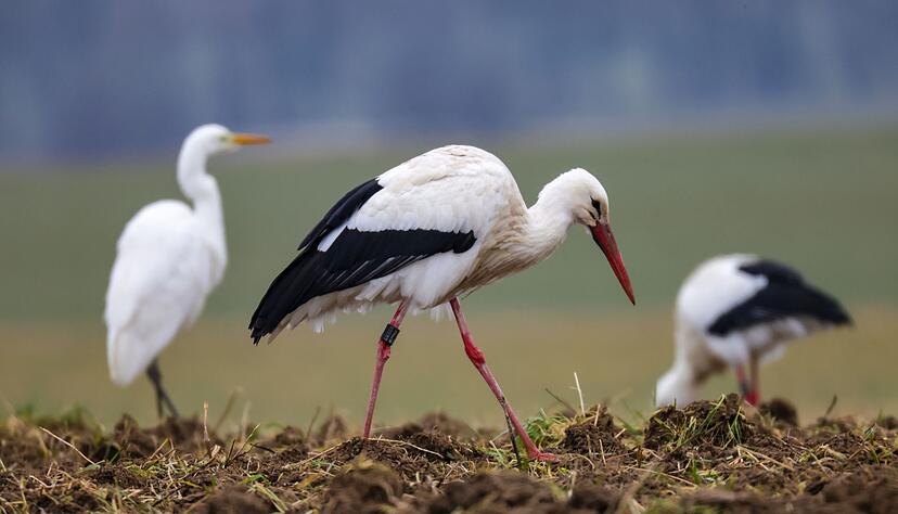 Wenn die Winter w&auml;rmer werden, finden Wei&szlig;st&ouml;rche auch hierzulande genug Nahrung.