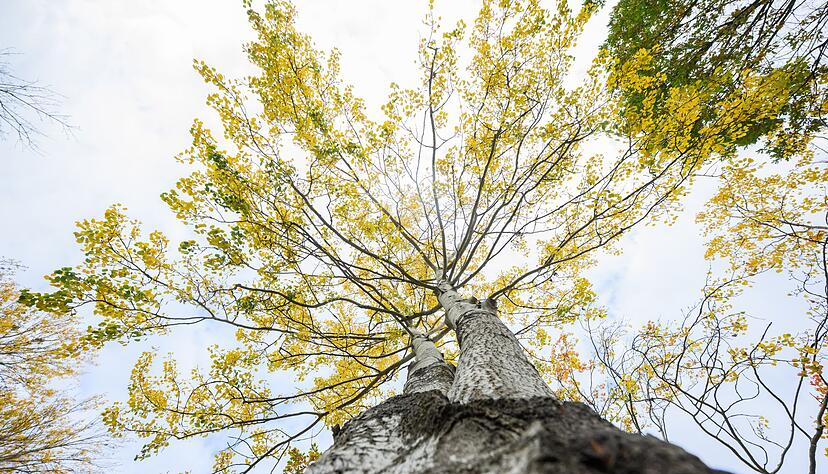 Die Zitterpappel steht für Widerstandskraft, Artenvielfalt sowie Erneuerung.
